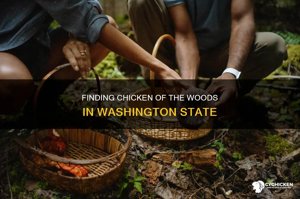 when to find chicken of the woods washington state