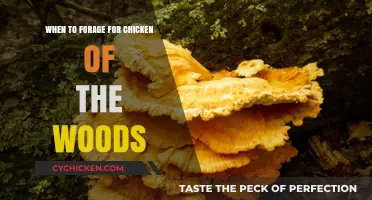 Foraging for Chicken of the Woods: Best Seasons and Tips