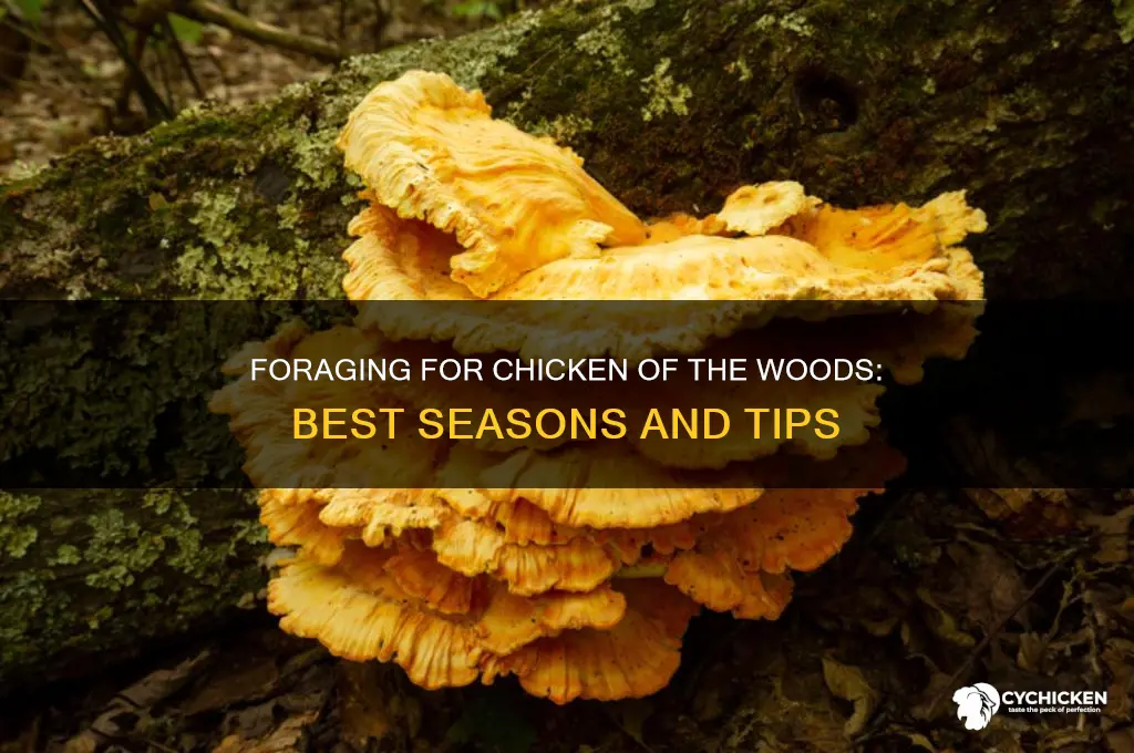 when to forage for chicken of the woods