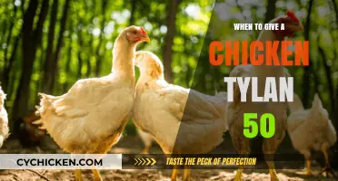 When to Administer Tylan 50 to Chickens: A Comprehensive Guide