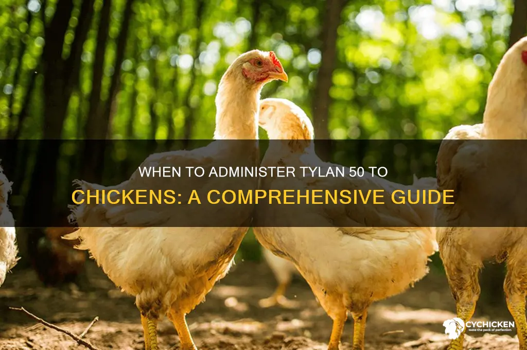 when to give a chicken tylan 50