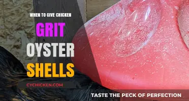 When to Give Chicken Grit and Oyster Shells: A Guide