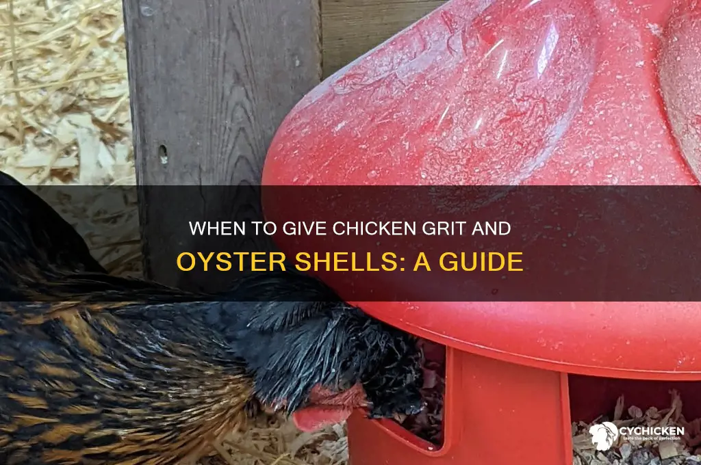 when to give chicken grit oyster shells