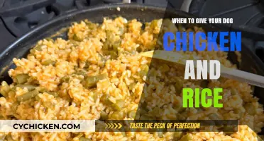 When to Give Your Dog Chicken and Rice: A Simple Guide