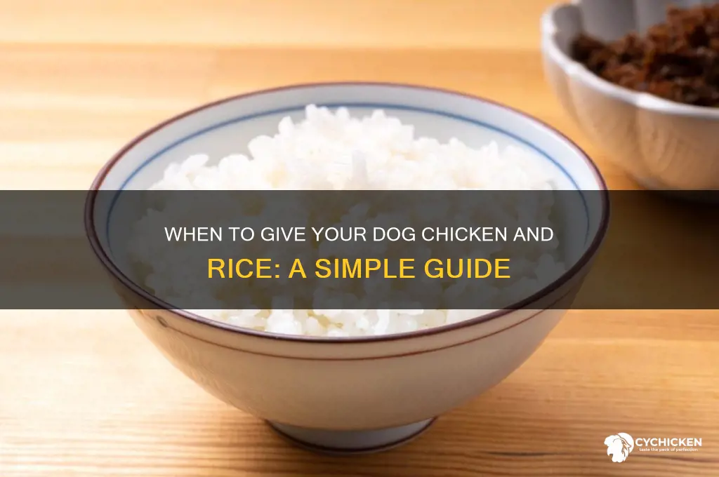 when to give your dog chicken and rice