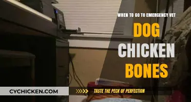 Dog Swallowed Chicken Bones? Emergency Vet Visit May Be Needed