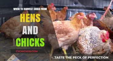 Harvesting Chicks from Hens and Chicks: Timing and Tips for Success