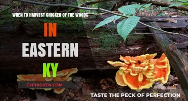 Finding Chicken of the Woods in Eastern Kentucky: Harvest Time