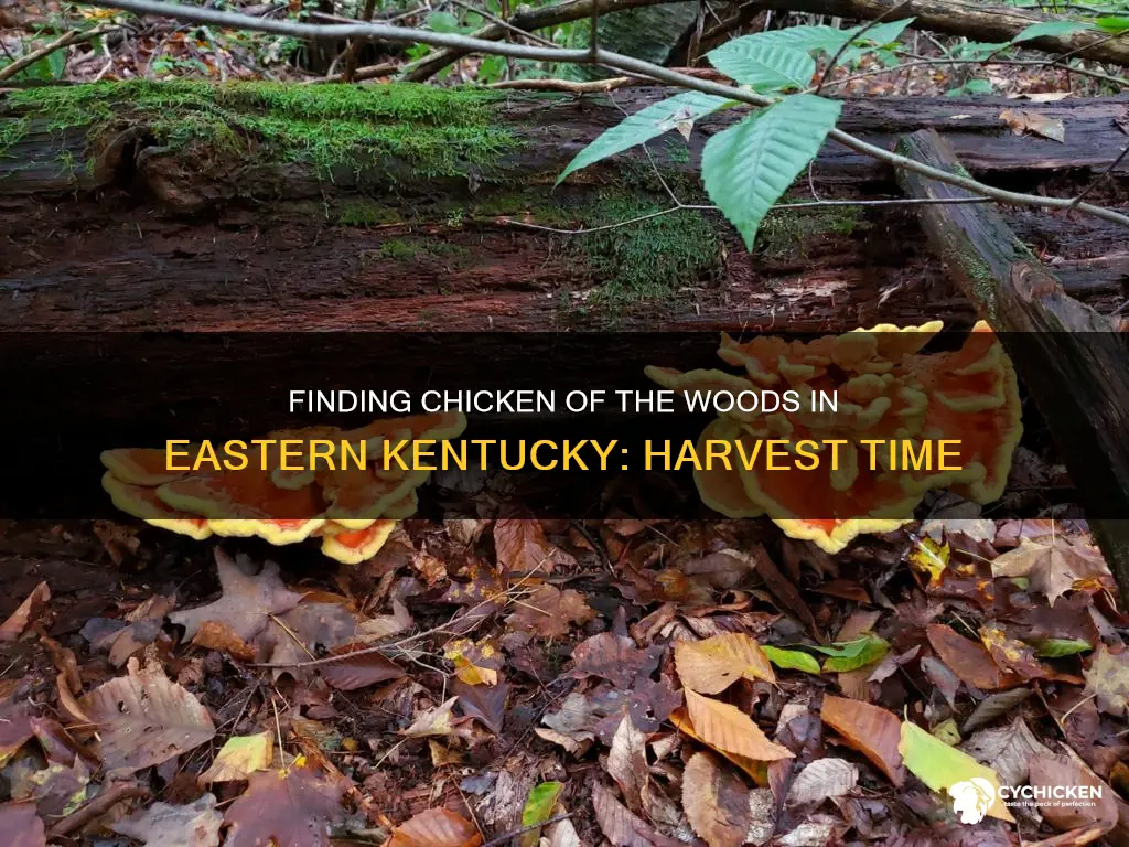when to harvest chicken of the woods in eastern ky