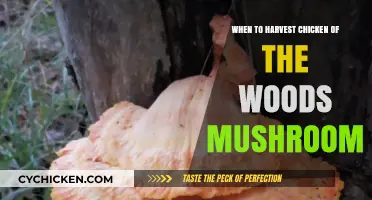 Perfect Timing: Harvesting Chicken of the Woods Mushrooms for Optimal Flavor