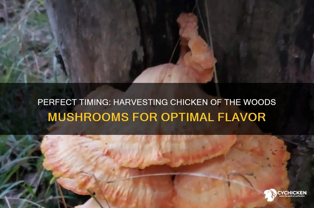 when to harvest chicken of the woods mushroom