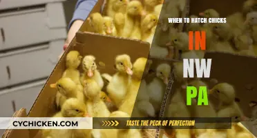 Optimal Chick Hatching Times in Northwestern Pennsylvania: A Seasonal Guide