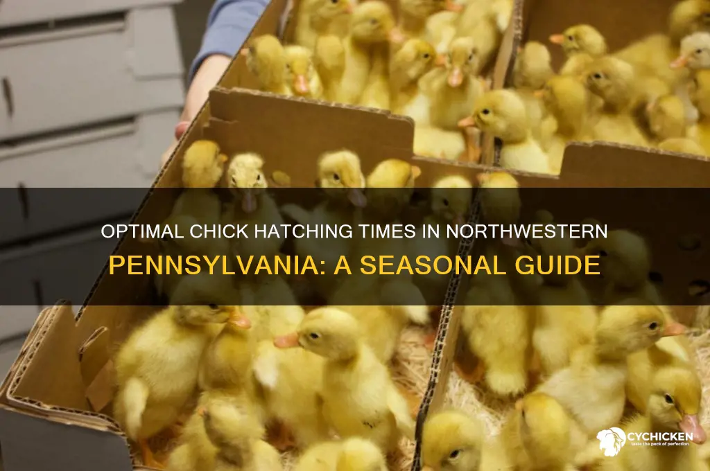 when to hatch chicks in nw pa