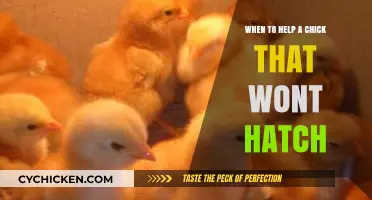 When to Assist a Struggling Chick: Hatching Intervention Guidelines