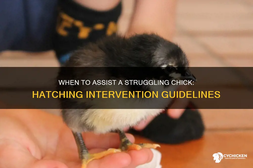 when to help a chick that wont hatch