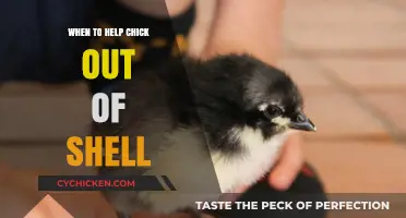 When to Assist a Chick Hatching: A Guide for Concerned Caretakers