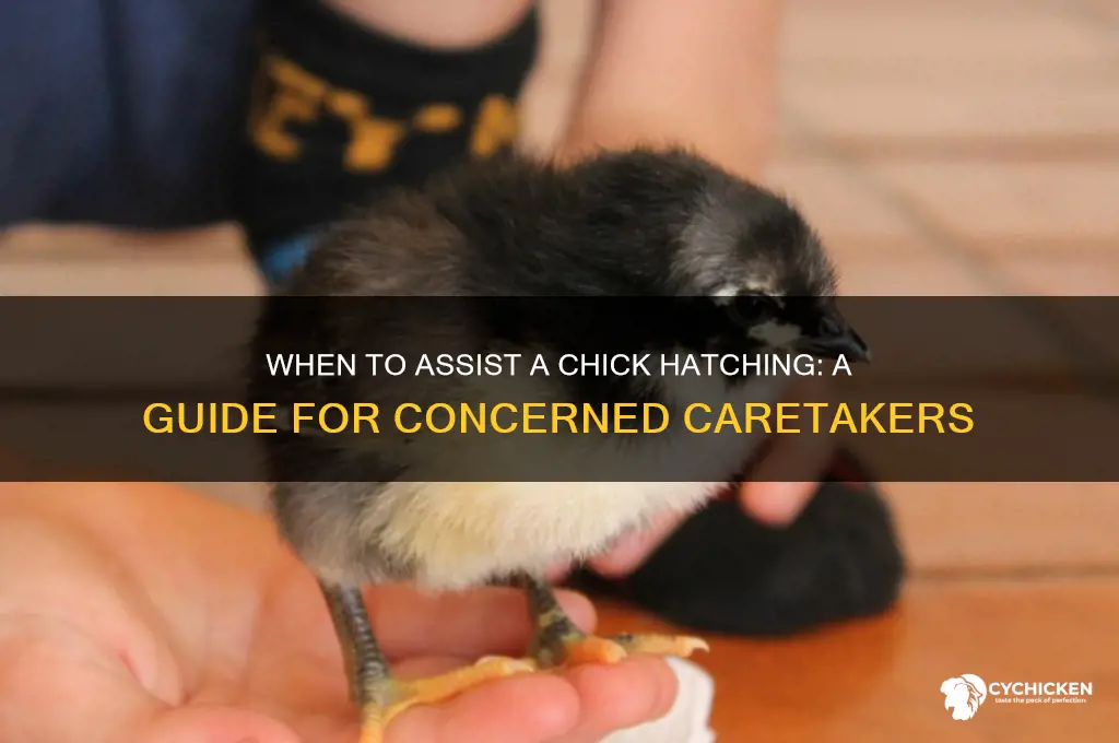 when to help chick out of shell