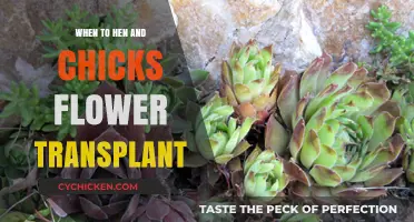 Transplanting Hen and Chicks: Best Timing for Blooming Success