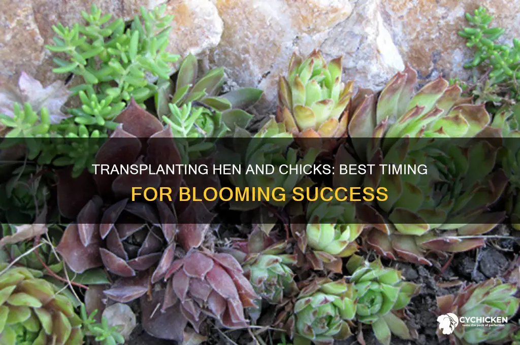 when to hen and chicks flower transplant