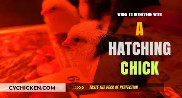 When to Intervene with a Hatching Chick: A Guide for Poultry Keepers
