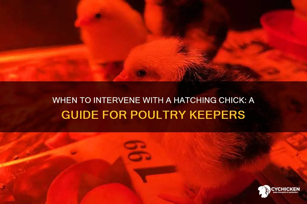 when to intervene with a hatching chick