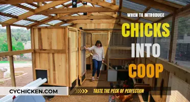 Integrating Chicks into Your Coop: A Guide for Poultry Enthusiasts