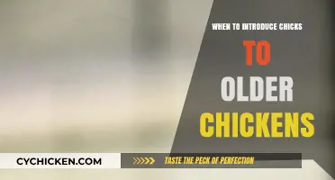 Introducing Chicks to Older Hens: Timing and Tips for a Smooth Transition
