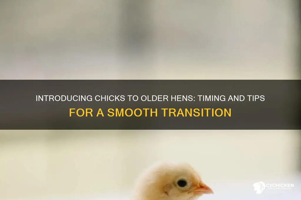 when to introduce chicks to older chickens