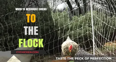 Introducing Chicks to the Flock: Timing and Tips for a Smooth Transition