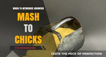 Introducing Growers Mash to Chicks: Optimal Timing for Healthy Growth