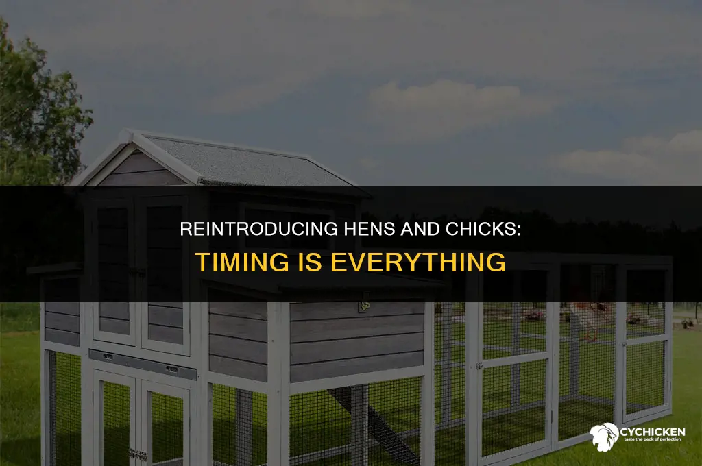 when to introduce hen and chick back into coop