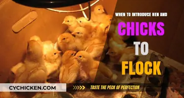 Introducing Hen and Chicks: Timing Tips for Flock Integration