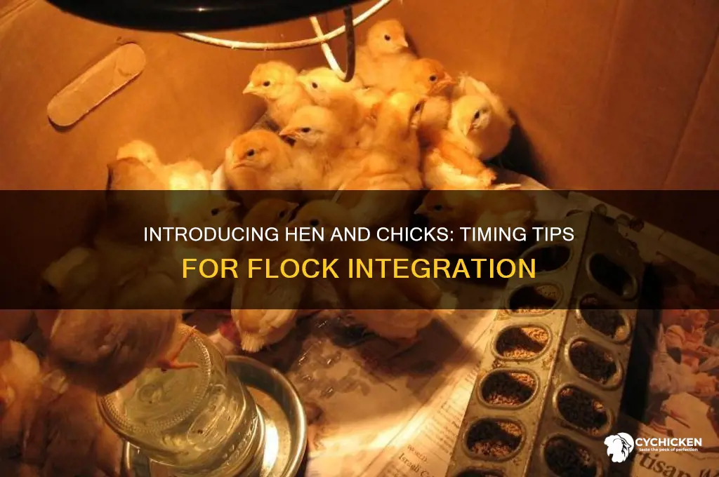 when to introduce hen and chicks to flock