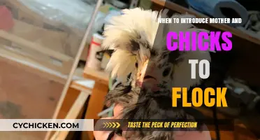 Introducing Mom and Chicks: Timing Tips for Flock Integration Success