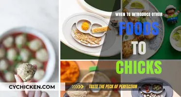 Introducing Solid Foods to Chicks: Timing and Tips for Healthy Growth