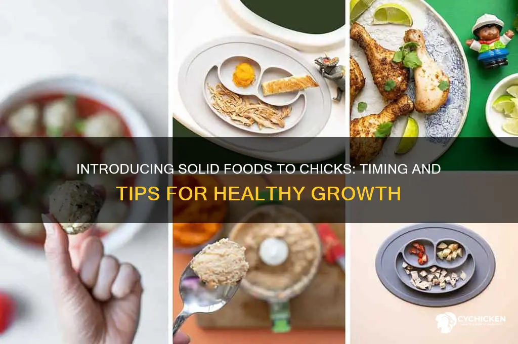 when to introduce other foods to chicks