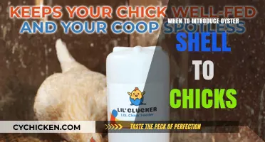 Introducing Oyster Shell to Chicks: Timing and Benefits for Healthy Growth