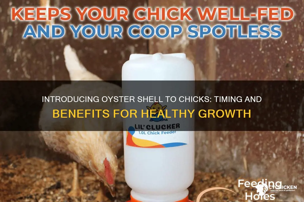 when to introduce oyster shell to chicks