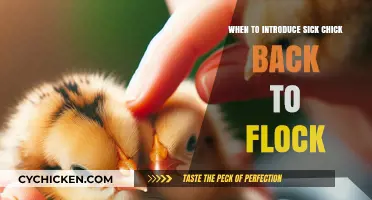 Reintroducing a Recovered Chick: Timing and Tips for Flock Reunification