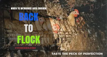 Reintroducing Recovered Chickens: Timing and Tips for Flock Reunification