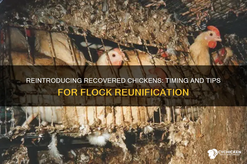 when to introduce sick chicken back to flock