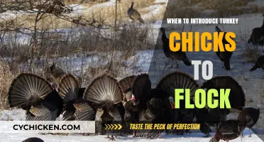 Introducing Turkey Chicks to the Flock: Timing and Tips for Success