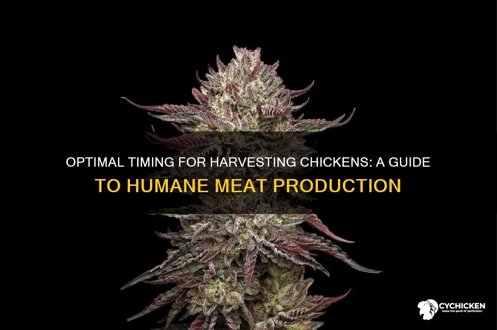 when to kill a chicken for meat