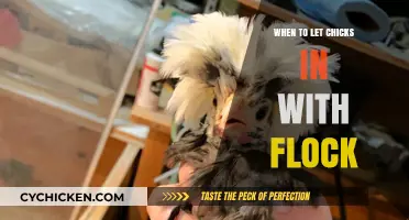 Integrating Chicks with Your Flock: Timing and Tips for Success