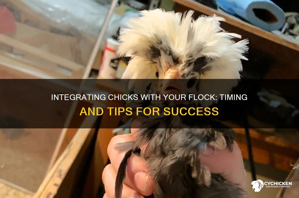when to let chicks in with flock