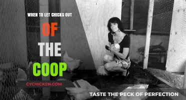Coop Liberation: The Perfect Timing for Happy Chicks