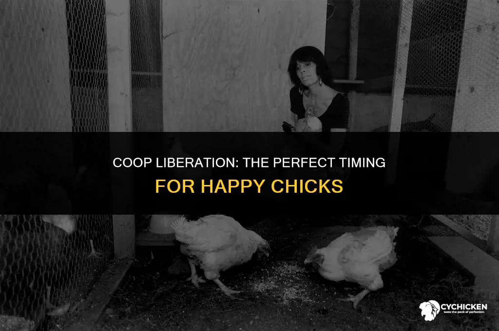 when to let chicks out of the coop