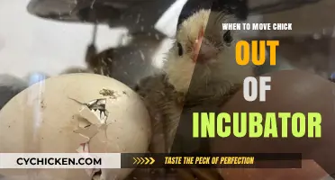 When to Move Chicks Out of the Incubator: A Guide