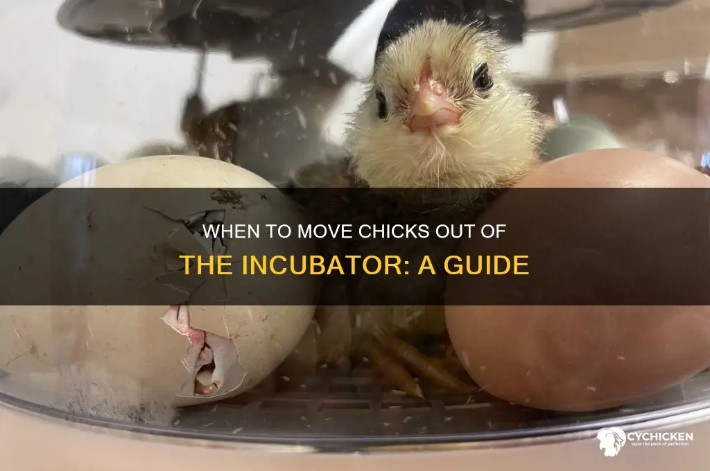 when to move chick out of incubator