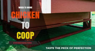 Coop Transition: When to Move Your Chickens for Optimal Health and Productivity